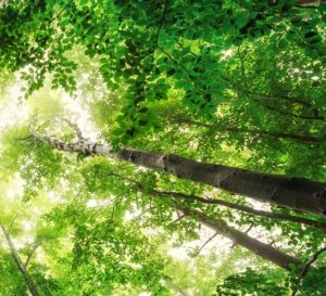 Environmental Management System
