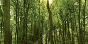 wood processing components