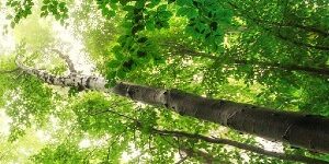 Environmental Management